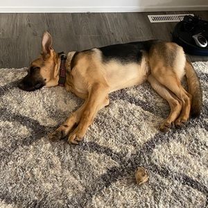 Meet your Posher, Andrew